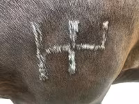 雄馬, Percheron — 写真 4