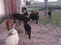 Oi (lot, sex nespecificat), Hissar sheep — foto 1