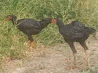 Chickens — عکس 1