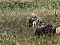 雌羊, Romanov sheep — 写真 3
