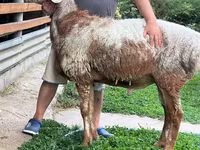 Beran, Arashan sheep — foto 1