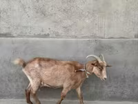 Kambing betina, Alpine goat — foto 2