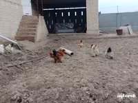 婆罗门鸡 — 照片 3