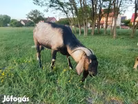 Kambing jantan, Nubian Goat — foto 1