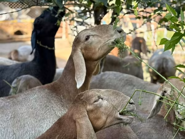 Baran, Arashan sheep