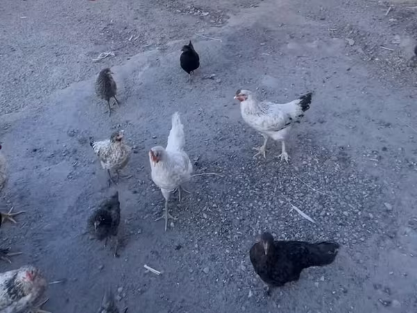 Chickens