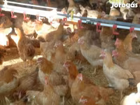 Chickens — foto 3