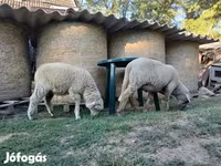 Vædder, White Suffolk sheep — foto 6
