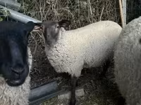 Owca, White Suffolk sheep — zdjęcie 4