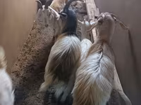 Kambing betina, Saanen goat — foto 4