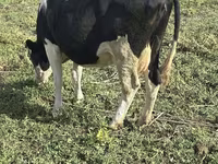 Krava, Russian Black pied cattle — foto 5