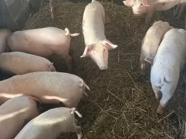 Babi betina, Крупная белая