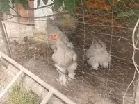 ብራህማ — ፎቶ 6