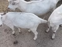 Echki, Saanen goat — 4-rasm
