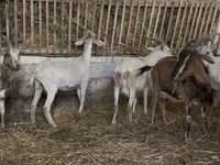 بکری, بکریاں — تصویر 3