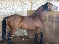 گھوڑا, Thoroughbred horse — تصویر 3