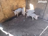 Babi betina, Pigs — foto 1