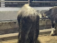 วัวตัวผู้, Swiss cattle — รูปภาพ 6