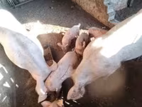 Varkens (partij, geslacht niet gespecificeerd), Varkens — foto 2