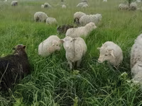 मेढ़ा, Merino sheep — फ़ोटो 3