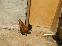 Brahma — foto 4