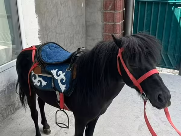 ፈረስ, North Swedish horse