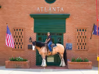 Cal, Gypsy horse — foto 5