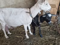 Koza, Saanen goat — foto 5