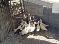 Ducks — عکس 4