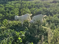 Ямаа, Saanen goat — 2 зураг