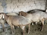 Cừu đực, Rhon sheep — ảnh 2
