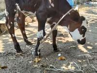 بقرة, Simmental cattle — الصورة 1