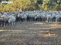 भेड़, भेड़ — फ़ोटो 4