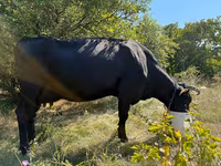 Vaca, Russian Black pied cattle — foto 2