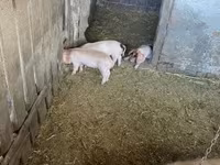 Cerda, Cerdos — foto 3