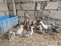 Domestic Muscovy — foto 2