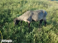 Bélier, Tsigai sheep — photo 4