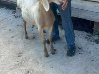 میش, Edilbay sheep — عکس 4