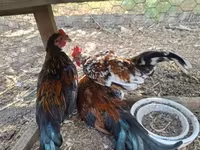 Bantam Jepang — foto 4