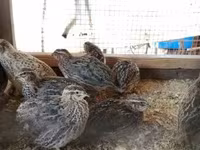 Quails — الصورة 4