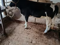 گاو ماده, Russian Black pied cattle — عکس 3