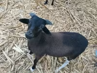Қӯчқор, Cameroon sheep — акс 5