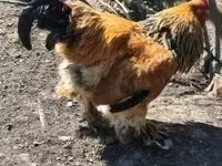 Brahma — Foto 4