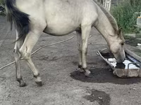 Kısrak, Atlar — foto 4