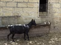 Koza, Murcia-Granada goats — fotografija 1