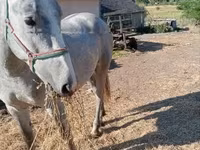 Koń, Lipizzaner — zdjęcie 3