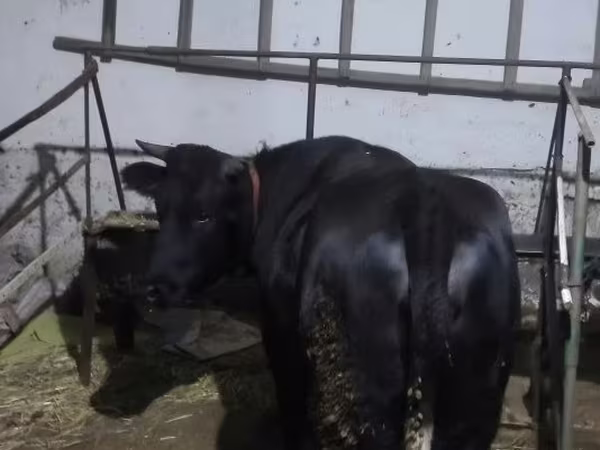 Sığır (parti, cinsiyet belirtilmedi), Aberdin Angus