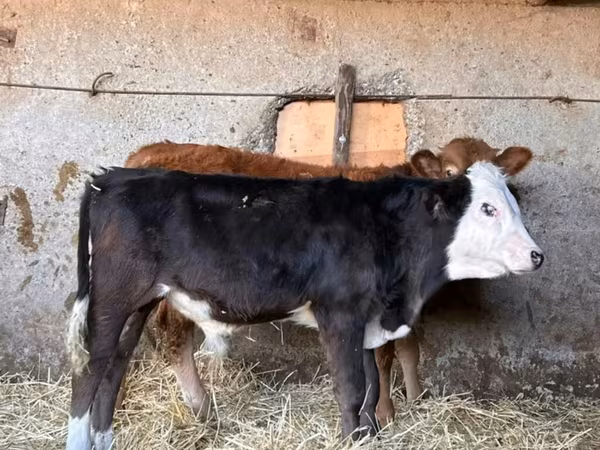 Lembu jantan, Simmental cattle
