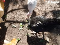 Chickens — عکس 2