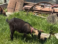 Koza, Nubian Goat — fotografija 4